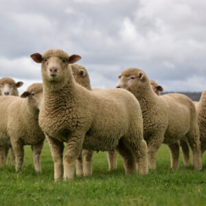 Riv Plains livestock workshop flyer sheep