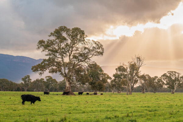Cows grazing rural Victoria