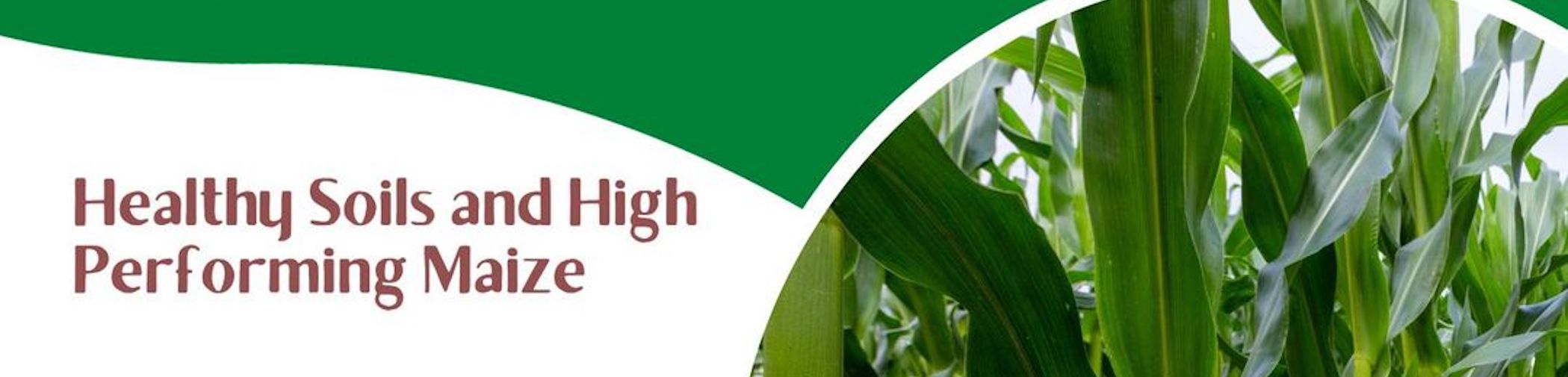 Field day on high-performing maize production at Katunga, northern Victoria, involved AgriSci, Irrigation Farmers Network, GRDC and Victoria Drought Resilience Adoption & Innovation Hub